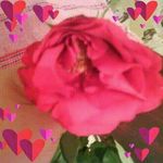 Lucy Lucy Roque - @lucy.roque.5 - Instagram