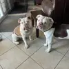 Lucy Roy - @livin_in_a_bulldog_world - TikTok