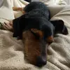 LucyRoy - @lucyroy1810 - TikTok