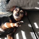 Lucy🐶❤️💙 - @_lucy.ryan_ - Instagram