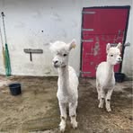 Lucy Ryan - Facebook