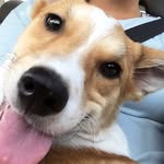 Lucy Salisbury 💕 - @luuuuuu_dog - Instagram