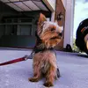 Lucy - @lucy.the.small.savage - TikTok