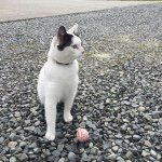 Lucy Lu Scanlon🐱 - @lucy.cat_lls - Instagram