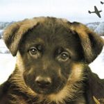 Lucy Schmitz - @my_dog_diy - Instagram