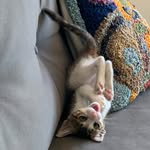 Lucy Bunnycat Schuman - @lulubunnycat - Instagram