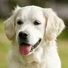 LUCY_S.🐶 - @lucyschuster - TikTok
