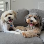 Lucy & Schwartz - @lucyandschwartz - Instagram