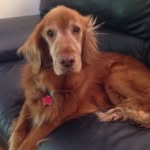 Lucy Schwartz - @lucy_thered_golden - Instagram