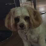 Lucy Schwarz - @lucy_the_dog_27 - Instagram