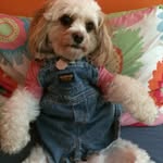 Lucy Schwarz - @that_cat_dog - Instagram