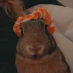 Lucy Schwarz - @rosy_owl - Instagram