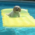 Lucy Schwarz - @lucy_the_dog26 - Instagram