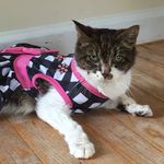 Lucy Shapiro - @lucydakitty123 - Instagram