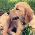 Lucy Shoemaker Napolitano - @pupper.lucy - Instagram