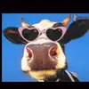 Zoé et Lucy snook 😂 - @zoelucysnook - TikTok