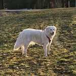 Lucy vom Stamm der Nomaden - @lucy.thekuvasz - Instagram