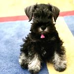 Lucy Whitney Standish - @mammaluuu - Instagram
