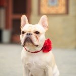 Lucy Staples - @lucybean_the_frenchie - Instagram