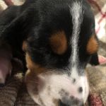 Lucy Loowho Stout - @luc_ythebasset - Instagram