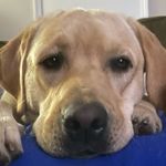 Lucy Stout - @lucylabpdx - Instagram