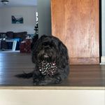 Lucy Stroud - @lucytherescue2017 - Instagram