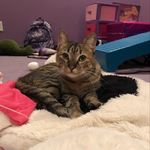 Lucy paul swenson - @lucy.the._kitten - Instagram