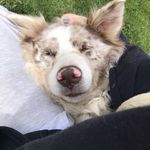 Lucy Terry - @happyladyeventing - Instagram