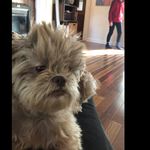 Lucy Urban Bernzweig - @lucy_da_scruffy_puppy - Instagram