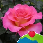 Lucy Vallejo - Facebook