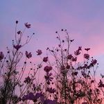 luce luce luce - @lucy.watt - Instagram