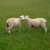 Lucy Watt - @.lucy.watt - TikTok