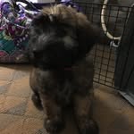 Lucy - @lucy.the.wheaton - Instagram