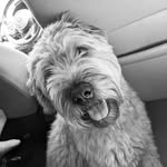 Lucy! - @lucy.wheaton.terrier - Instagram