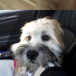 Rosanne Spinelli Zirino - @lucy_the_wheaton - Instagram