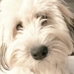 Stacywano - @i_love_lucy_the_wheaton - Instagram