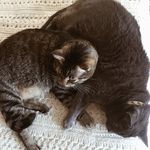 Lucy & Wiley - @lucyandwileymeow - Instagram