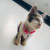 Lucy Woo 🐱LucyCaravedo🐱 - @lagatitalucywoo - TikTok