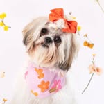 SOY LUCY 💕 - @lucywooof - Instagram
