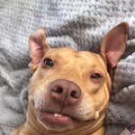 Lucy 🐕 - @lucywraythepitty - Instagram