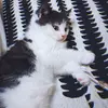 Lucy Yang - @xiaoyang6693 - TikTok