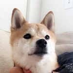 Lucy Yarbrough Richmond - @lucy_the_littlest_shiba - Instagram