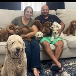 Lucy y Enrique - @lucyyenrique_goldendoodles - Instagram
