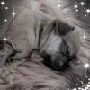mocha - @lucyyoo6 - TikTok