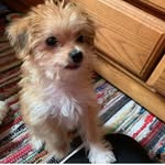Life With lucy The Yorkie Poo - @lucy_yorkiepoo_adventures - Instagram