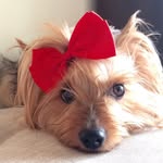 @lucy.yorkie - Instagram