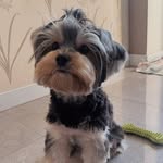 𝐿𝓊𝒸𝓎🐾🌺 - @lucy_.yorkie - Instagram
