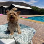 ❀𝓛𝓾𝓬𝔂❀ - @lucy_yorkie10 - Instagram