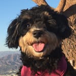 🌻Lucy the Yorkiepoo🐾 - @lucyyorkiepoo - Instagram