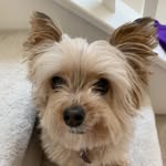 Lucy Yorkie - @lucy_yorkie_tran - Instagram